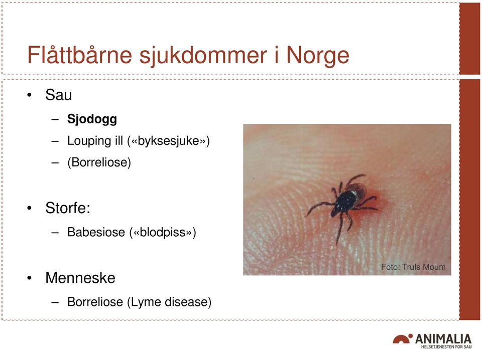 (Borreliose) Storfe: Babesiose