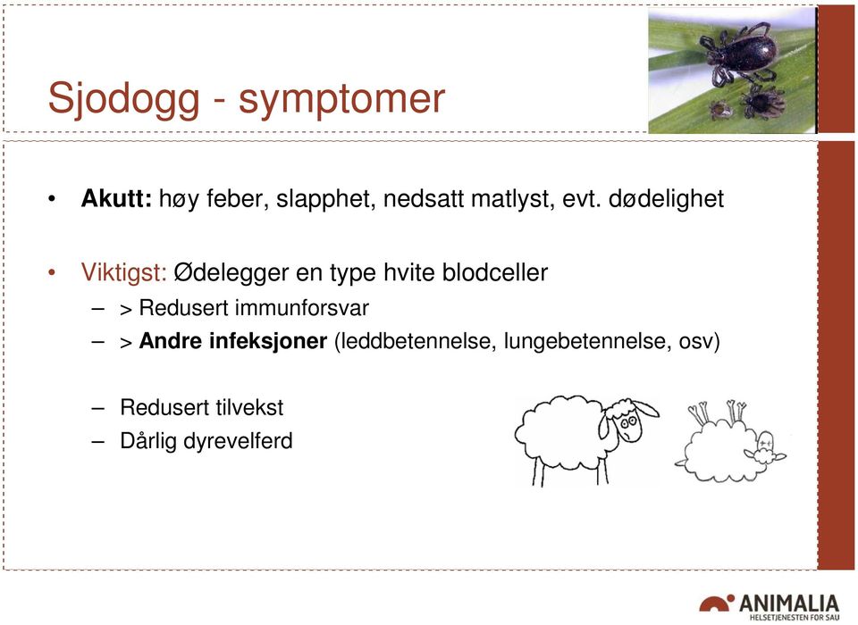 dødelighet Viktigst: Ødelegger en type hvite blodceller >