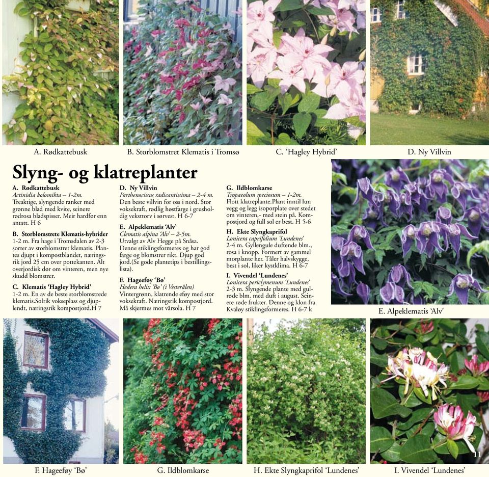 Fra hage i Tromsdalen av 2-3 sorter av storblomstret klematis. Plantes djupt i kompostblandet, næringsrik jord 25 cm over pottekanten. Alt overjordisk dør om vinteren, men nye skudd blomstrer. C.