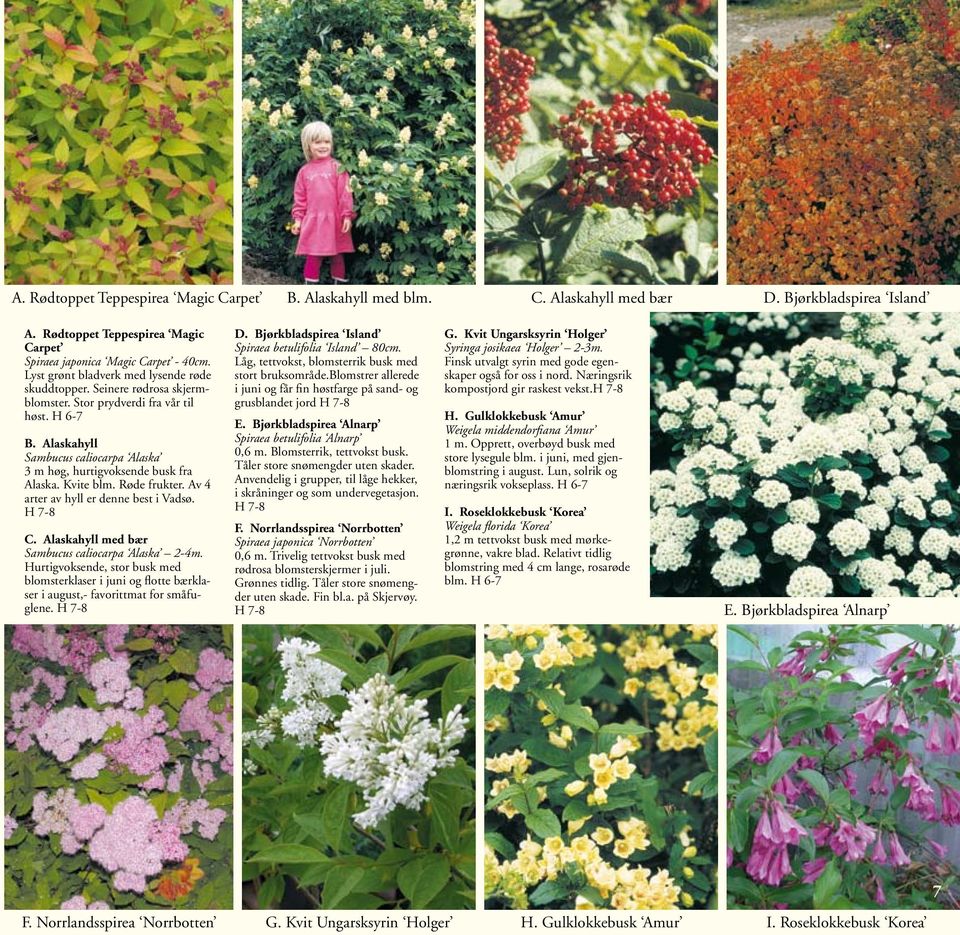 Alaskahyll Sambucus caliocarpa Alaska 3 m høg, hurtigvoksende busk fra Alaska. Kvite blm. Røde frukter. Av 4 arter av hyll er denne best i Vadsø. H 7-8 C.