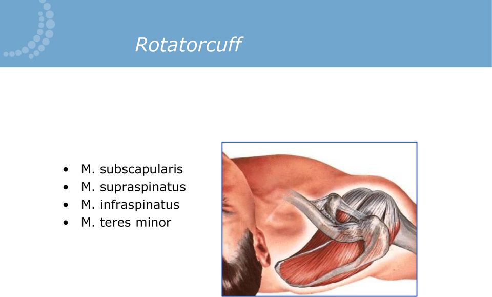 supraspinatus M.