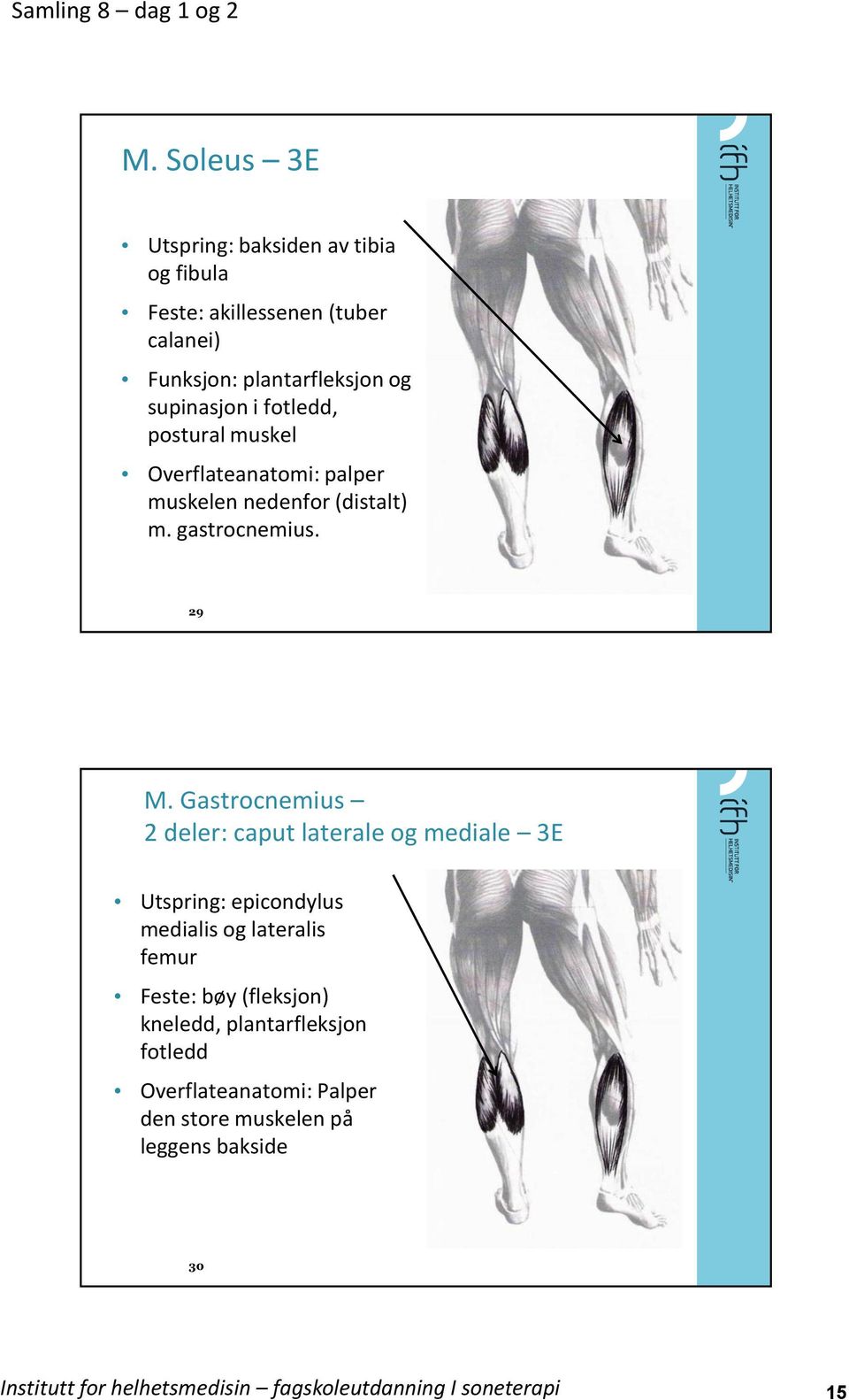 Gastrocnemius 2 deler: caput laterale og mediale 3E Utspring: epicondylus medialis og lateralis femur Feste: bøy (fleksjon)