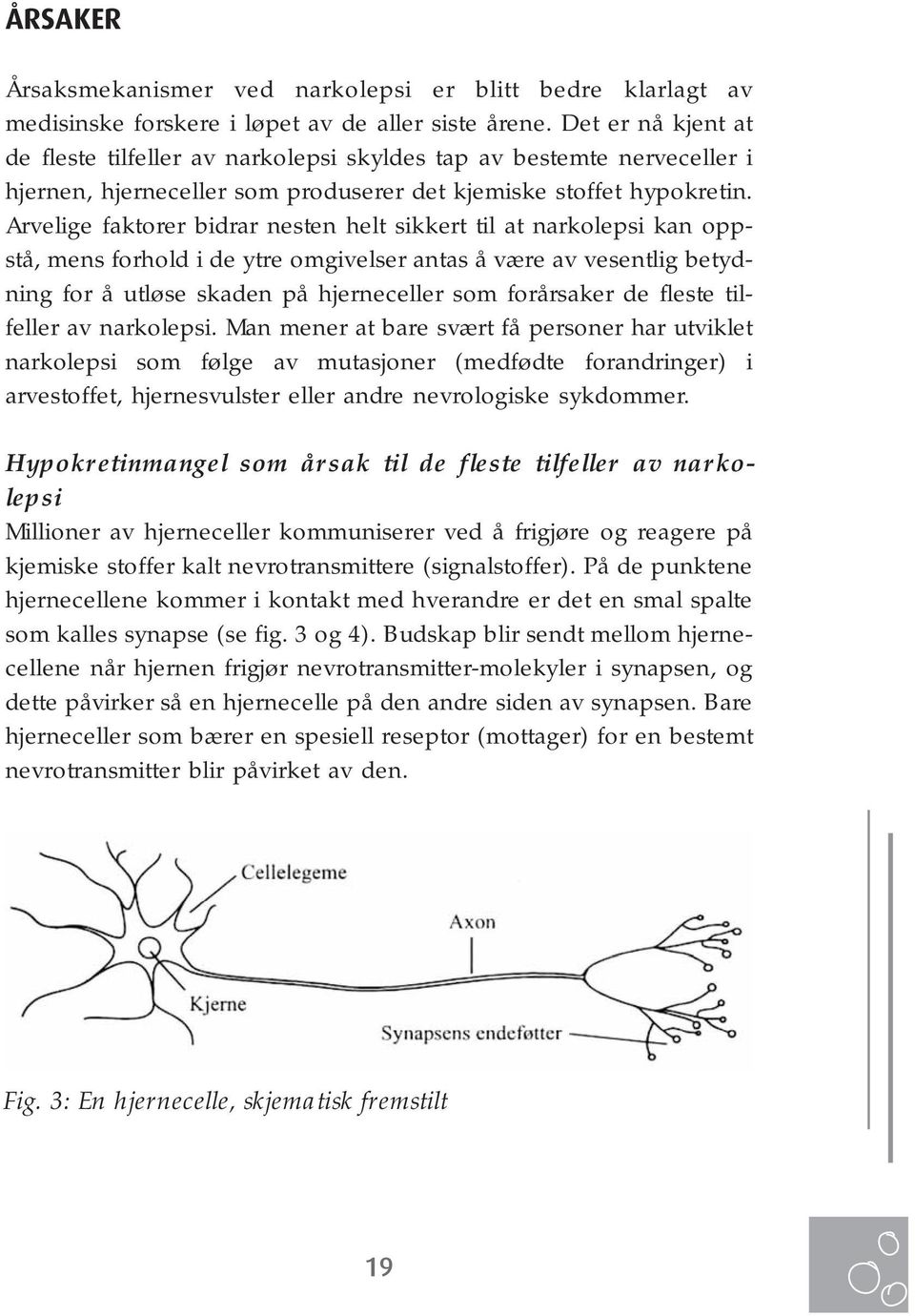 Arvelige faktorer bidrar nesten helt sikkert til at narkolepsi kan oppstå, mens forhold i de ytre omgivelser antas å være av vesentlig betydning for å utløse skaden på hjerneceller som forårsaker de