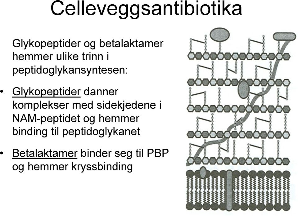 komplekser med sidekjedene i NAM-peptidet og hemmer binding