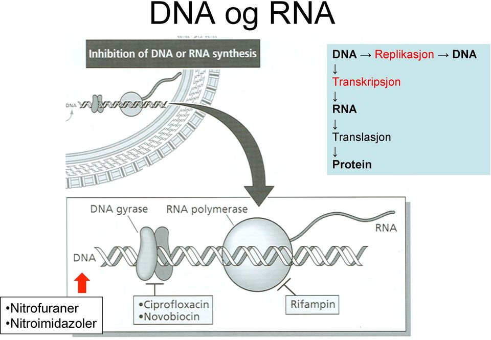 Transkripsjon RNA