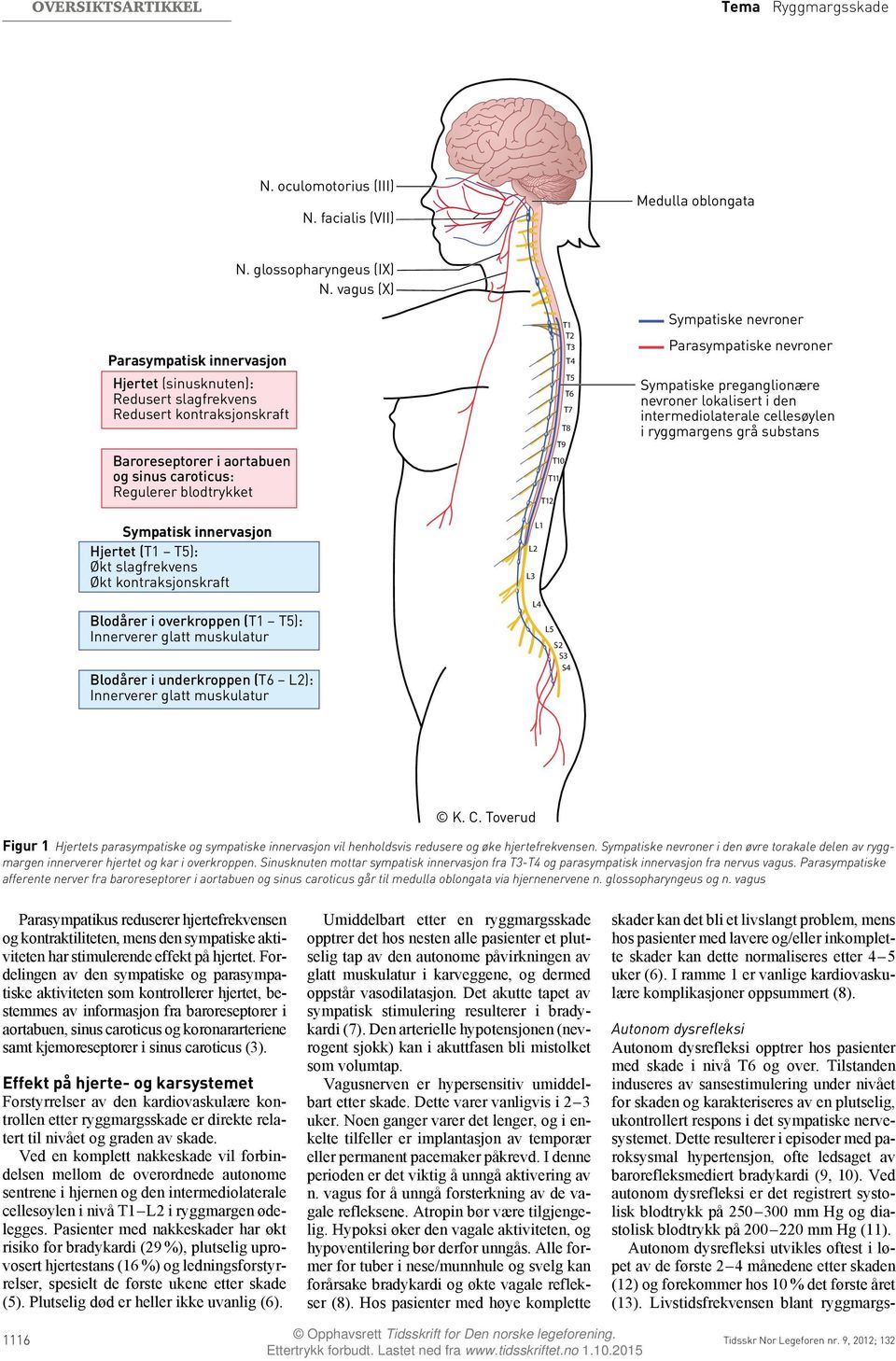 Sympatisk innervasjon Hjertet (T1 T5): Økt slagfrekvens Økt kontraksjonskraft Blodårer i overkroppen (T1 T5): Innerverer glatt muskulatur Blodårer i underkroppen (T6 L2): Innerverer glatt muskulatur