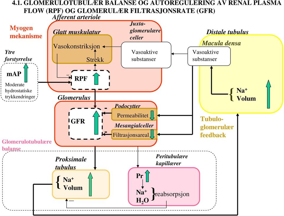 substanser Distale tubulus map Moderate hydrostatiske trykkendringer RPF Glomerulus Podocytter { Volum Glomerulotubulære balanse GFR