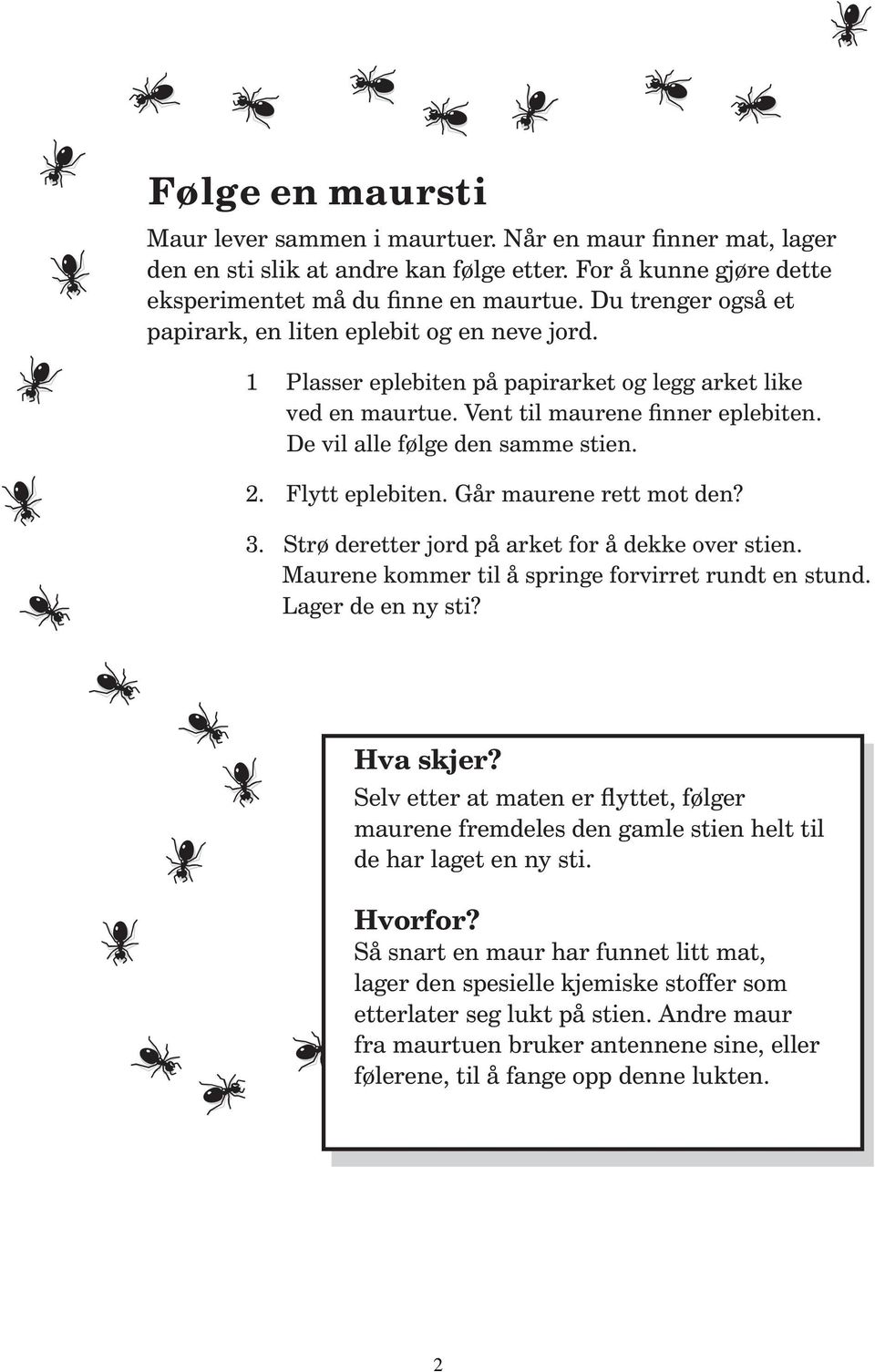 2. Flytt eplebiten. Går maurene rett mot den? 3. Strø deretter jord på arket for å dekke over stien. Maurene kommer til å springe forvirret rundt en stund. Lager de en ny sti? Hva skjer?