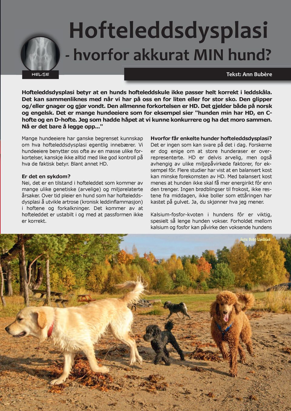 Hofteleddsdysplasi. - hvorfor akkurat MIN hund? - PDF Free Download