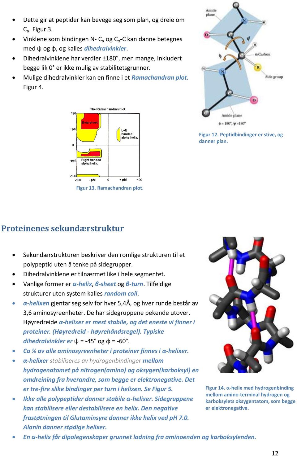 Peptidbindinger er stive, og danner plan. Figur 13. Ramachandran plot. Proteinenes sekundærstruktur Sekundærstrukturen beskriver den romlige strukturen til et polypeptid uten å tenke på sidegrupper.