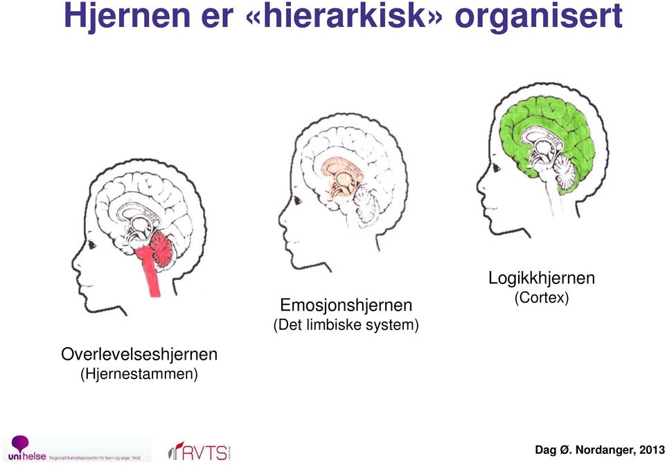 (Hjernestammen) Emosjonshjernen