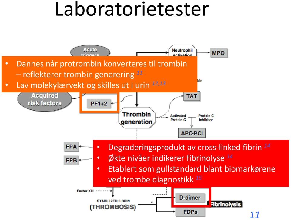 12,13 Degraderingsprodukt av cross-linked fibrin 14 Økte nivåer indikerer