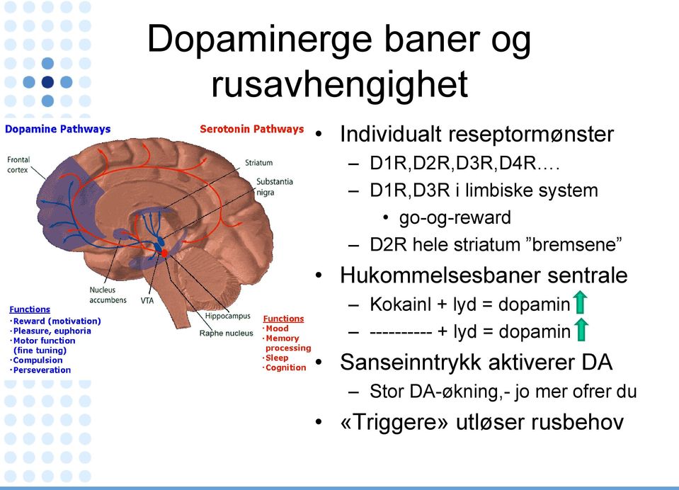 D1R,D3R i limbiske system go-og-reward D2R hele striatum bremsene