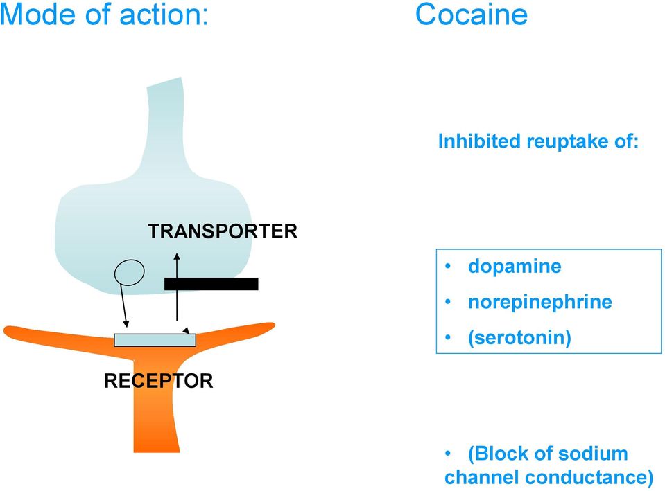norepinephrine (serotonin) RECEPTOR