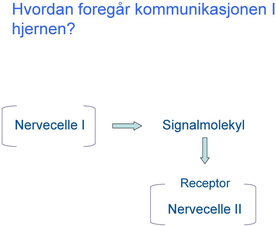 hjernen?