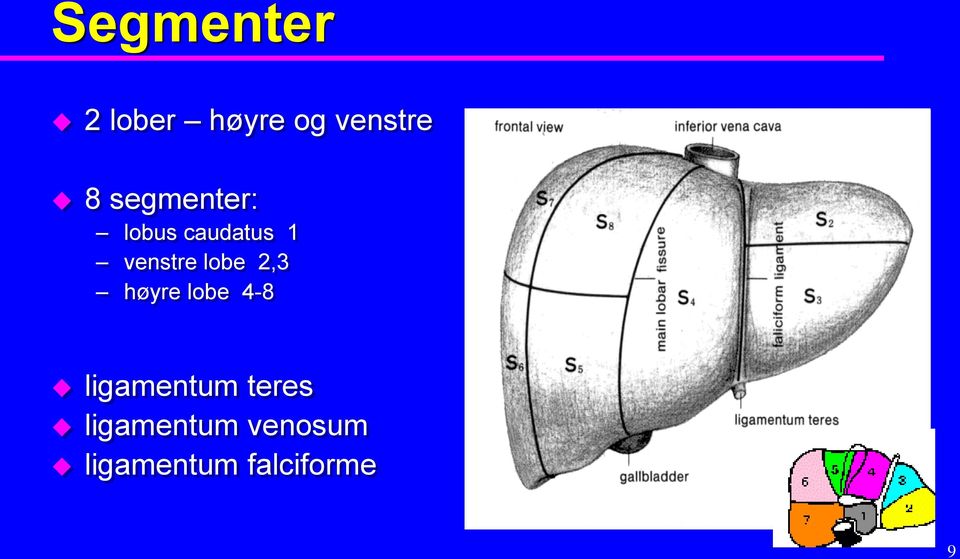 lobe 2,3 høyre lobe 4-8 ligamentum