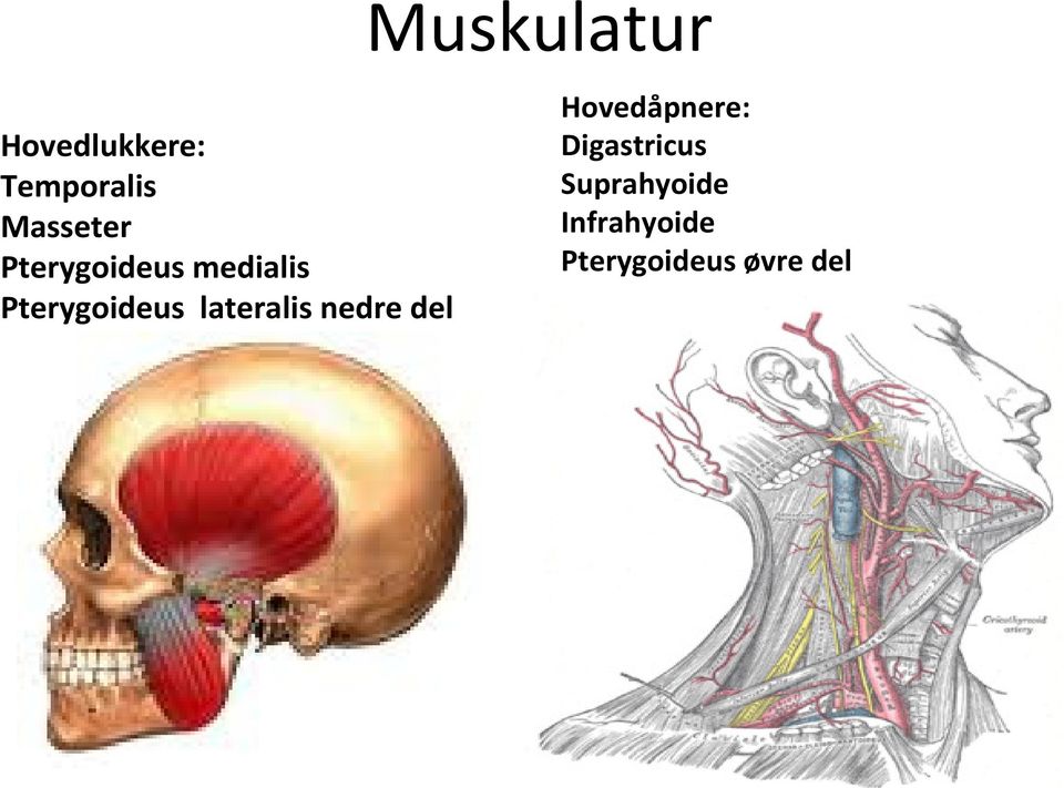 Pterygoideus lateralis nedre del