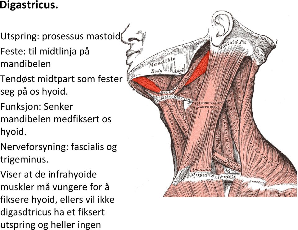 fester seg påos hyoid. Funksjon: Senker mandibelen medfiksert os hyoid.