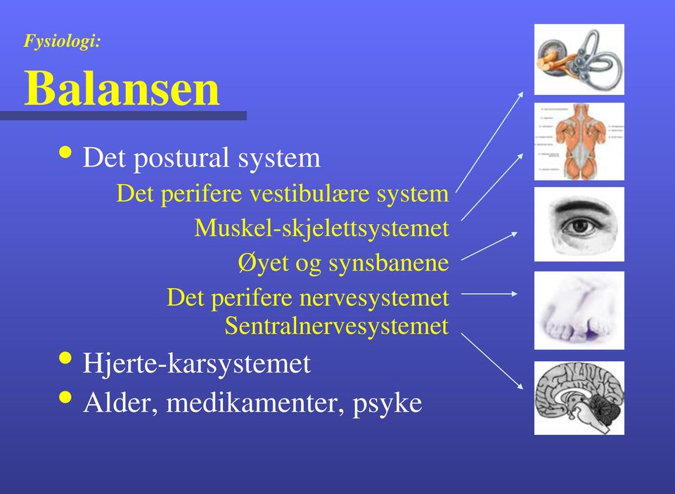 Muskel-skjelettsystemet Øyet og synsbanene Det