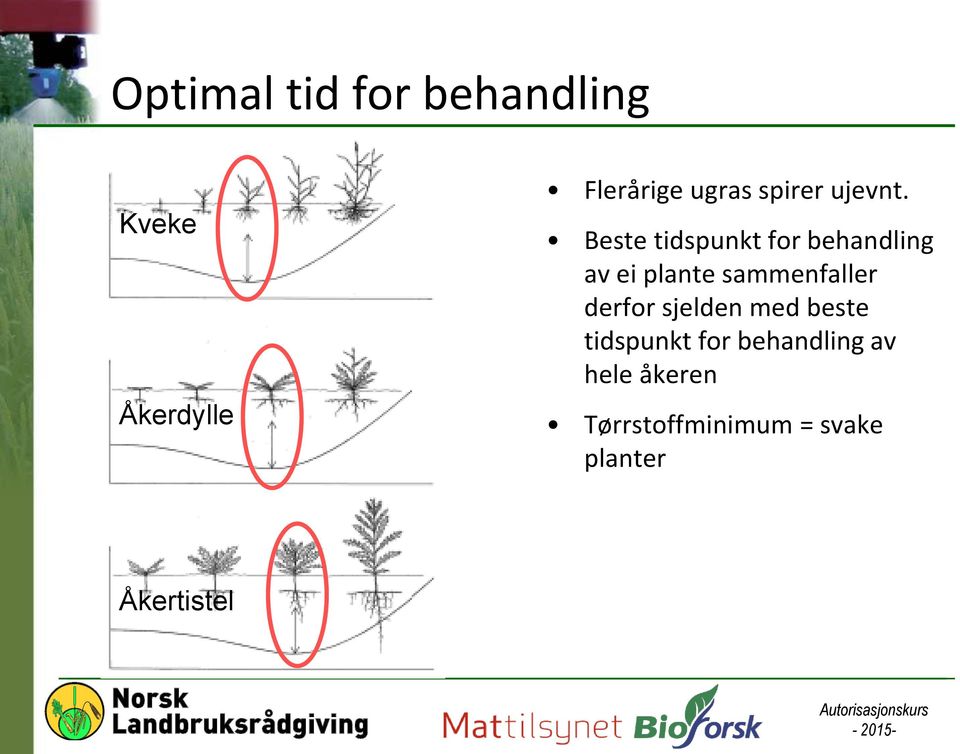 Beste tidspunkt for behandling av ei plante sammenfaller