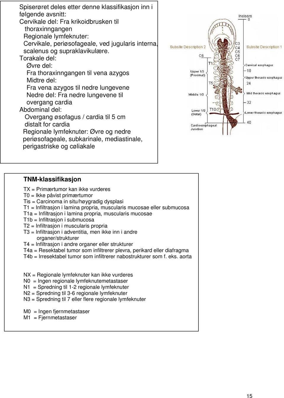 Torakale del: Øvre del: Fra thoraxinngangen til vena azygos Midtre del: Fra vena azygos til nedre lungevene Nedre del: Fra nedre lungevene til overgang cardia Abdominal del: Overgang øsofagus /