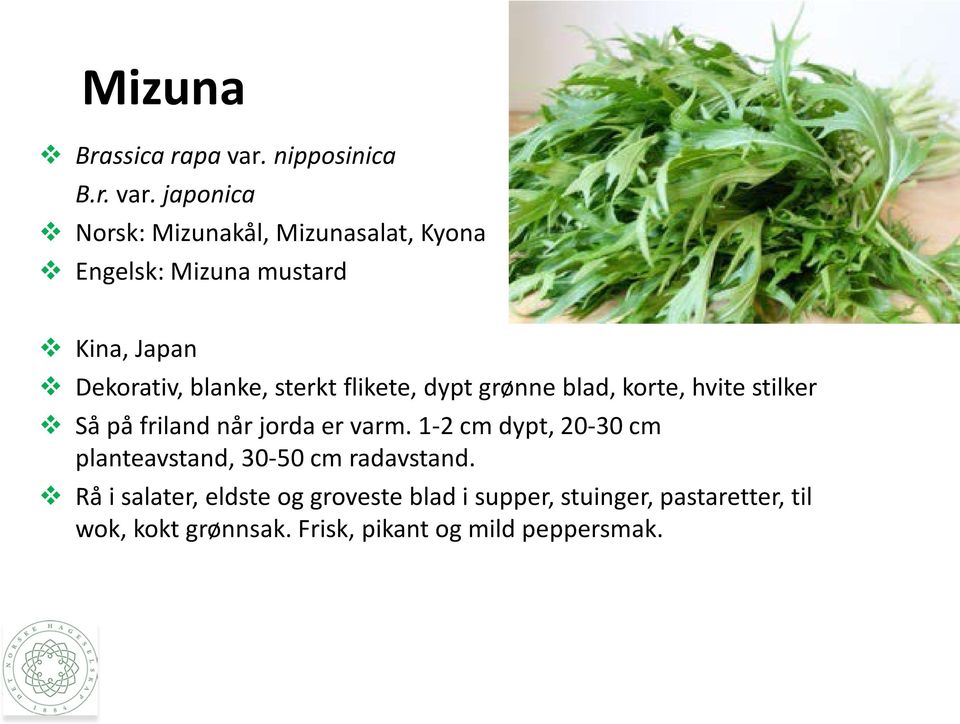 japonica Norsk: Mizunakål, Mizunasalat, Kyona Engelsk: Mizuna mustard Kina, Japan Dekorativ, blanke,