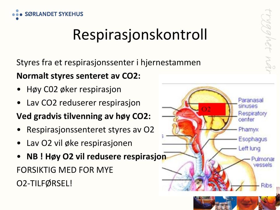 Ved gradvis tilvenning av høy CO2: Respirasjonssenteret styres av O2 Lav O2 vil