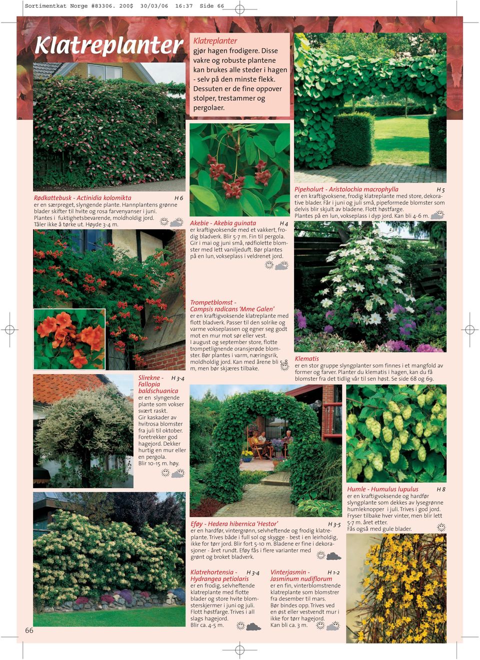 Klatreplanter. Akebie - Akebia guinata er kraftigvoksende med et vakkert,  frodig bladverk. Blir 5-7 m. Fin til pergola. - PDF Free Download