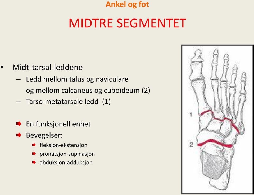 (2) Tarso-metatarsale ledd (1) En funksjonell enhet