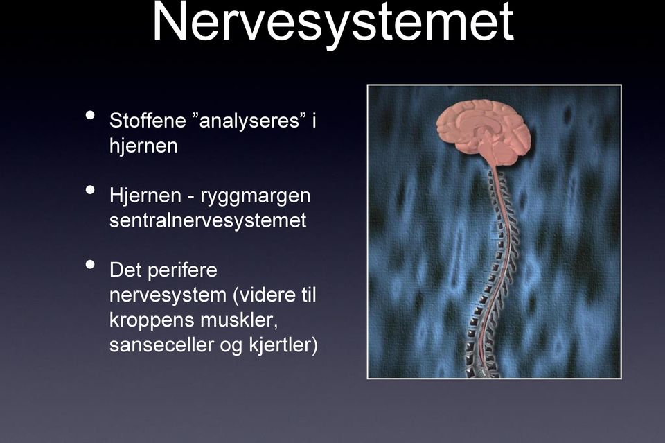 sentralnervesystemet Det perifere