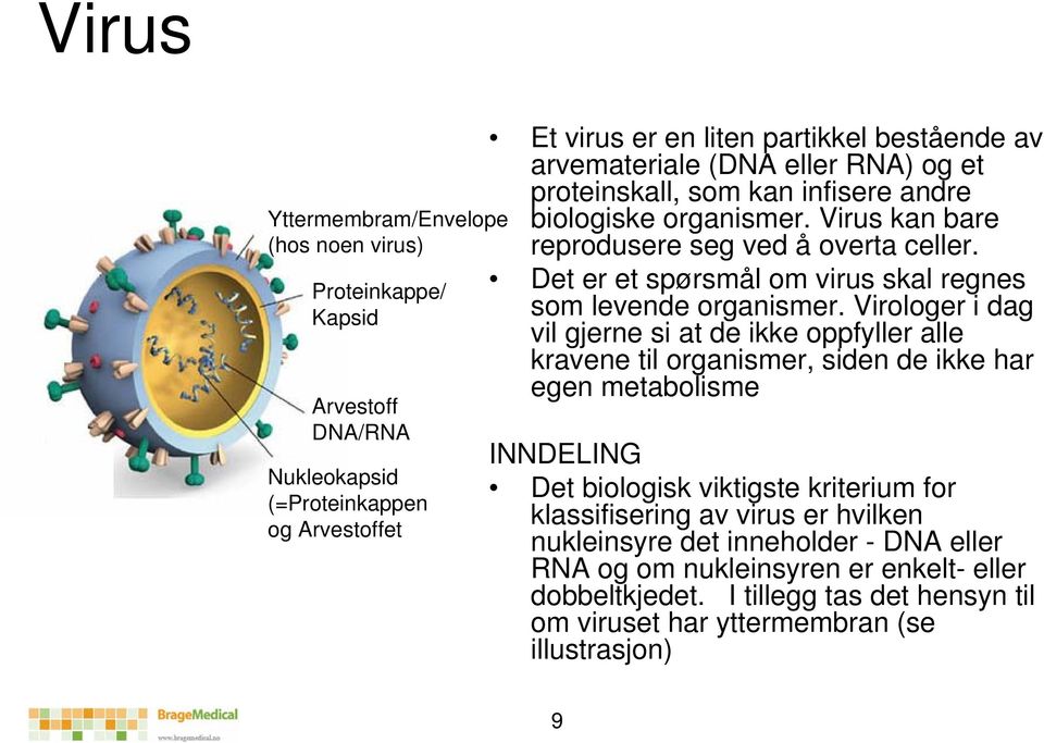 Det er et spørsmål om virus skal regnes som levende organismer.