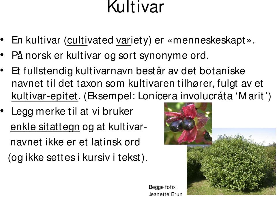 av et kultivar-epitet.