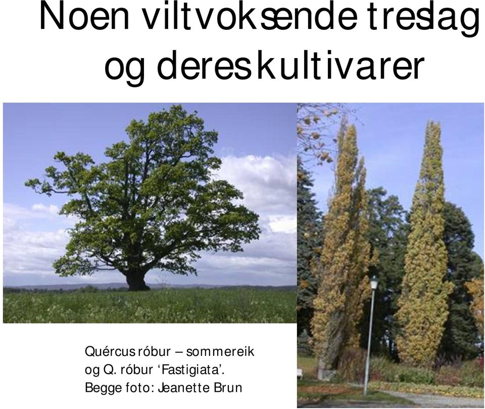 róbur sommereik og Q.