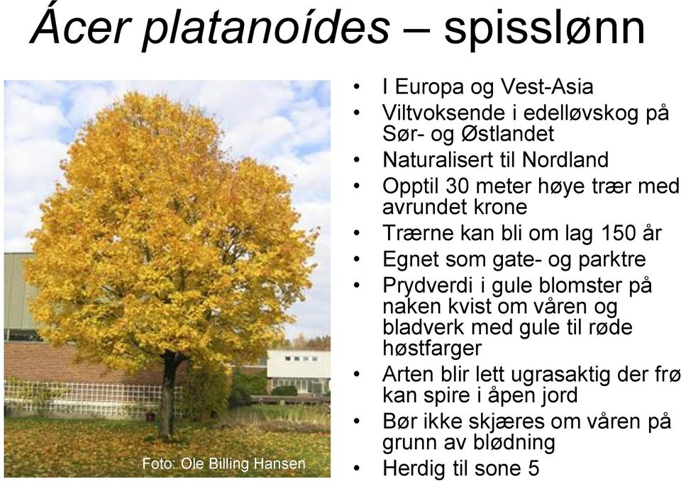 som gate- og parktre Prydverdi i gule blomster på naken kvist om våren og bladverk med gule til røde høstfarger