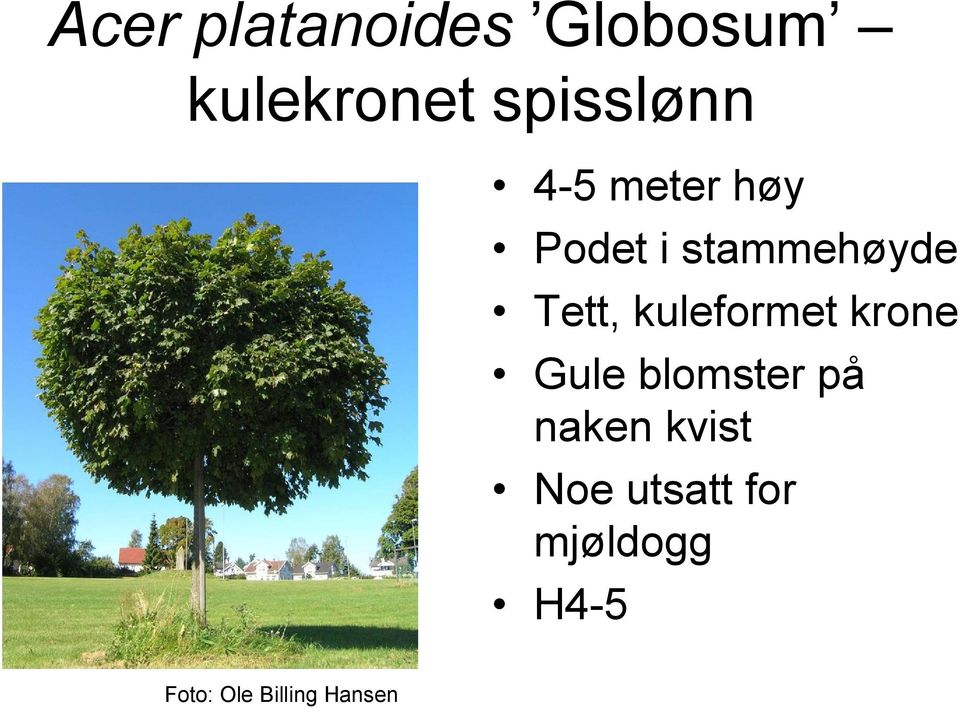 kuleformet krone Gule blomster på naken kvist