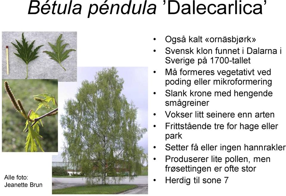 krone med hengende smågreiner Vokser litt seinere enn arten Frittstående tre for hage eller park