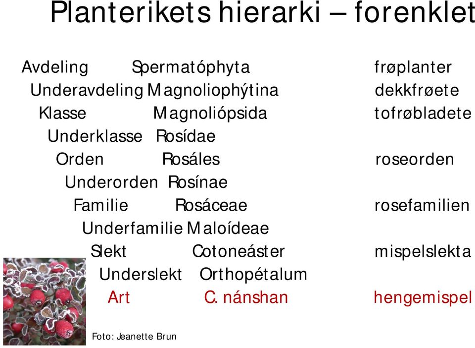 Rosáles roseorden Underorden Rosínae Familie Rosáceae rosefamilien Underfamilie Maloídeae