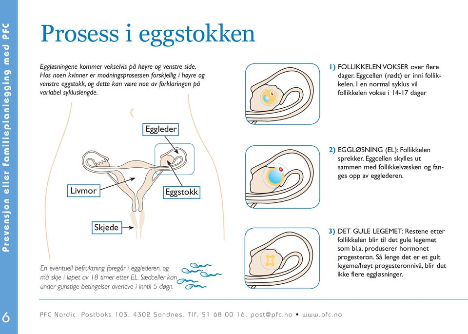 Livmor Skjede Eggleder En eventuell befruktning foregår i egglederen, og må skje i løpet av 18 timer etter EL. Sædceller kan under gunstige betingelser overleve i inntil 5 døgn.