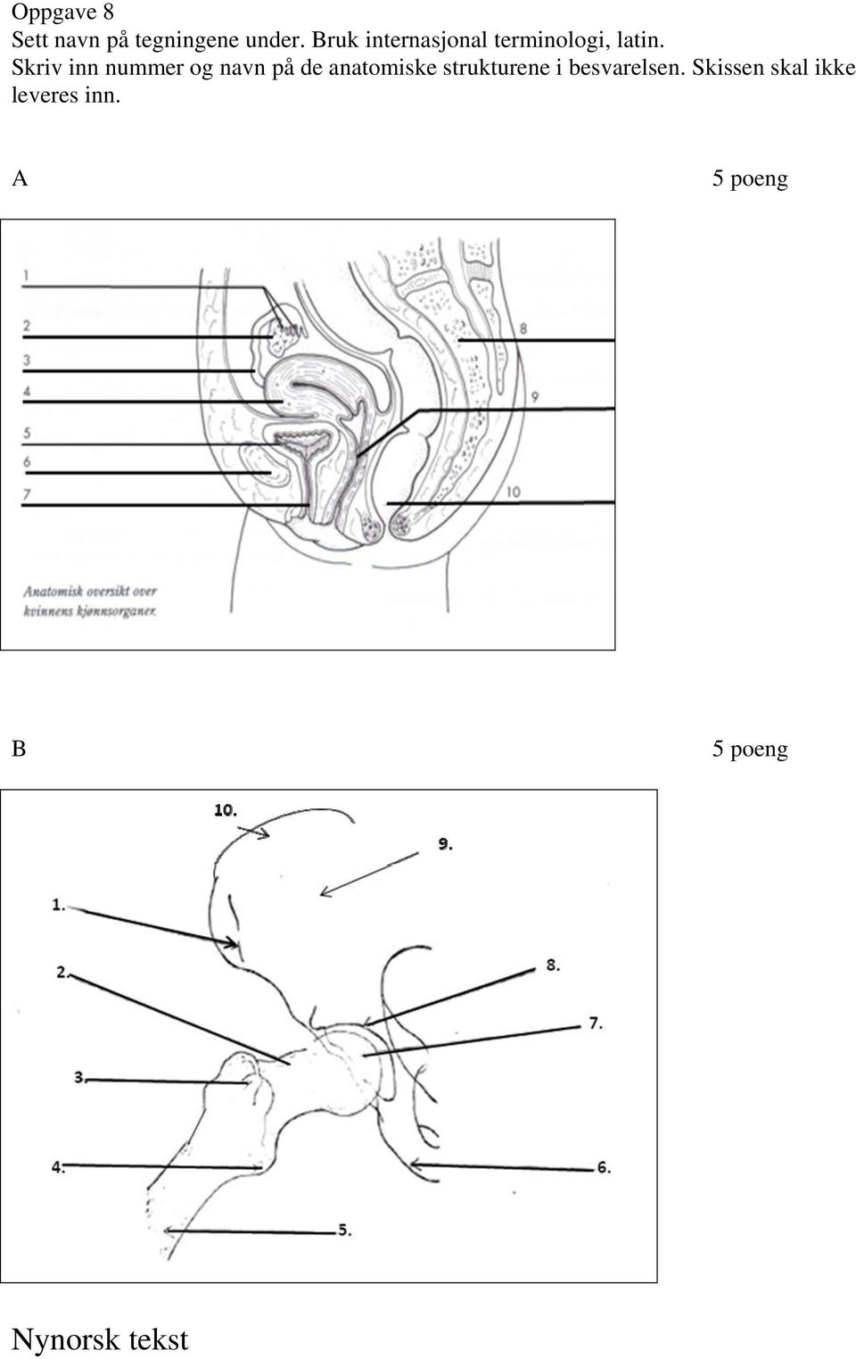 Skriv inn nummer og navn på de anatomiske