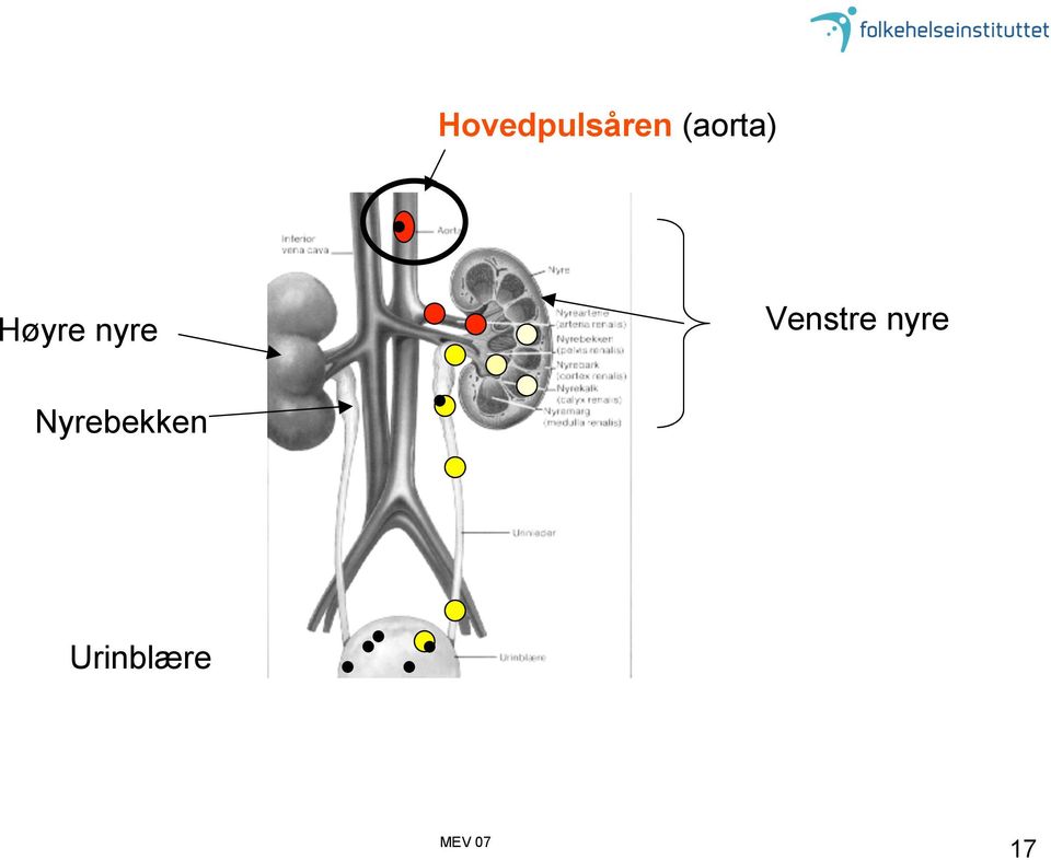 nyre Venstre nyre