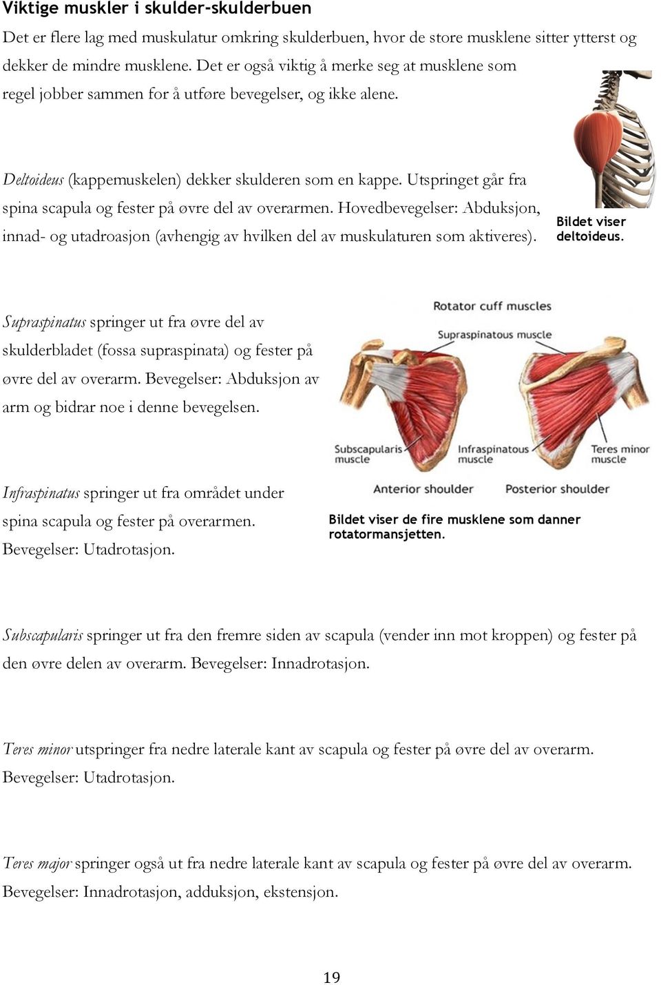 Utspringet går fra spina scapula og fester på øvre del av overarmen. Hovedbevegelser: Abduksjon, innad- og utadroasjon (avhengig av hvilken del av muskulaturen som aktiveres). Bildet viser deltoideus.