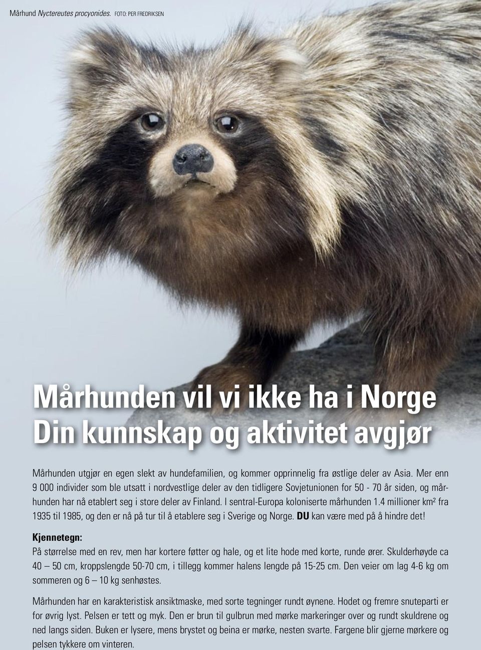 Mårhunden vil vi ikke ha i Norge Din kunnskap og aktivitet avgjør - PDF  Free Download