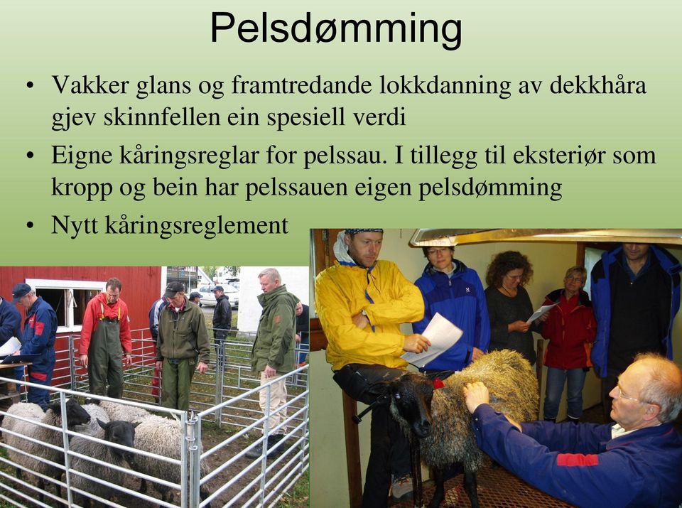 kåringsreglar for pelssau.