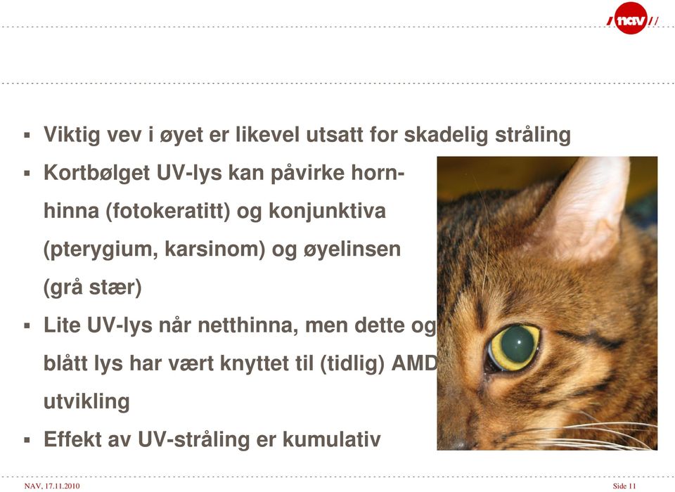 øyelinsen (grå stær) Lite UV-lys når netthinna, men dette og blått lys har vært