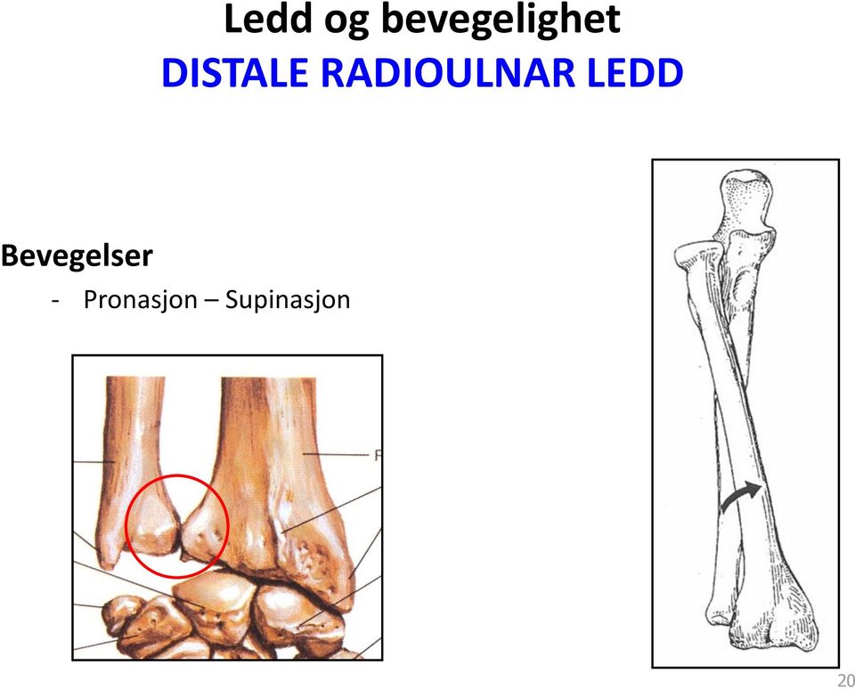 LEDD Bevegelser -