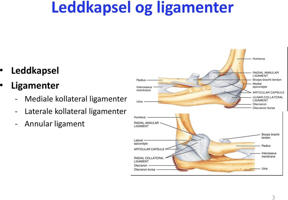 kollateral ligamenter - Laterale