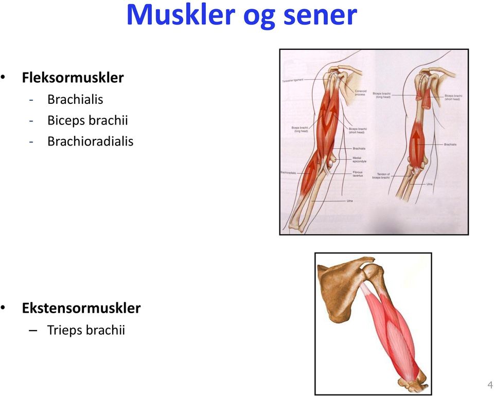 - Biceps brachii -