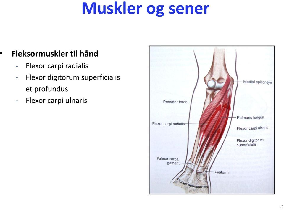 - Flexor digitorum superficialis