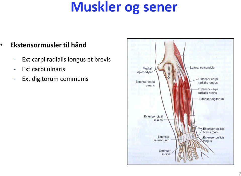 carpi radialis longus et brevis