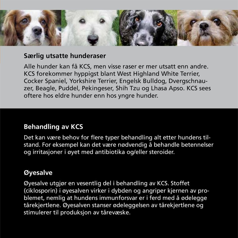 KCS sees oftere hos eldre hunder enn hos yngre hunder. Behandling av KCS Det kan være behov for flere typer behandling alt etter hundens tilstand.